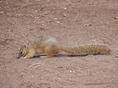 Paraxerus cepapi cepapi