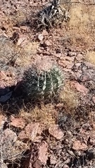 Ferocactus emoryi
