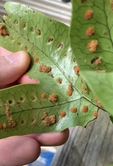 Thylacosceles radians