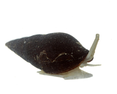 Isara carbonaria