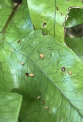 Thylacosceles radians