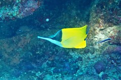 Forcipiger flavissimus