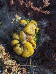 Colpomenia tuberculata