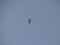 Larus belcheri