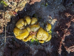 Colpomenia tuberculata