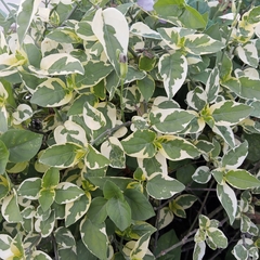 Asystasia gangetica image