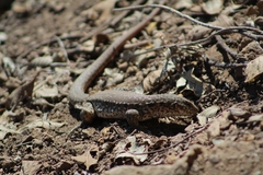 Callopistes maculatus