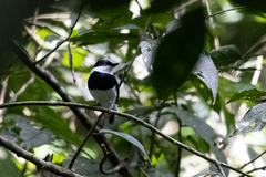 Platysteira castanea