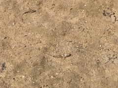 Bathygobius cocosensis