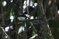 Platysteira castanea