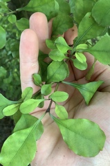 Coprosma arborea