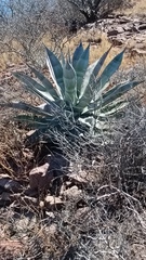 Agave colorata