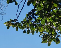 Beilschmiedia tarairi