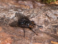 Calliphorinae