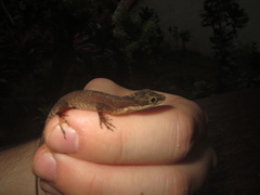 Anolis limifrons