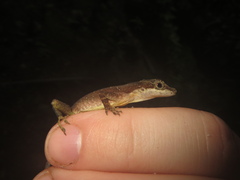 Anolis limifrons