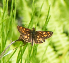 Carterocephalus mandan