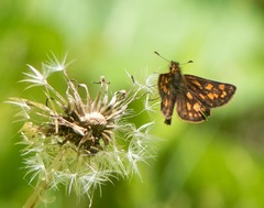 Carterocephalus mandan