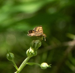 Carterocephalus mandan