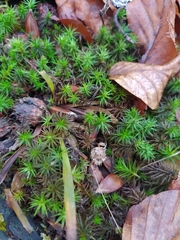Polytrichum formosum