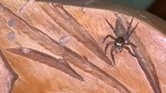 Euophryini
