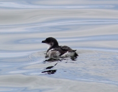 Pelecanoides garnotii