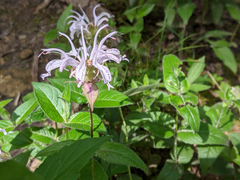 Monarda bradburiana