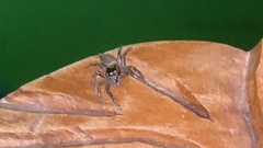 Euophryini