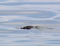 Pelecanoides garnotii