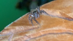 Euophryini