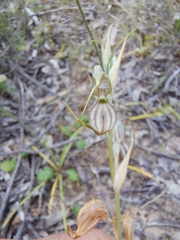 Pterostylis