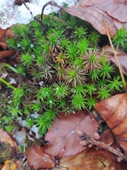 Polytrichum formosum