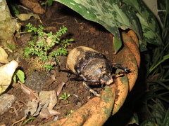 Megasoma elephas