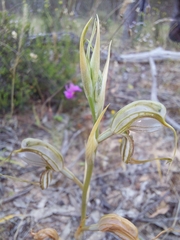 Pterostylis