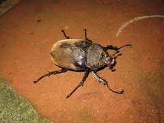 Megasoma elephas