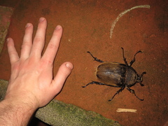 Megasoma elephas