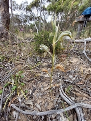 Pterostylis