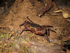 Pseudothelphusidae