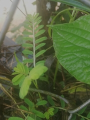 Pleopeltis polypodioides