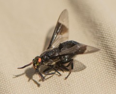 Chrysops