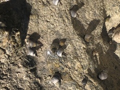 Littoraria pintado