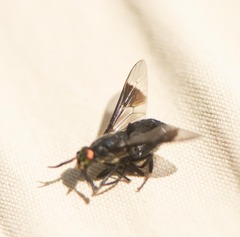 Chrysops