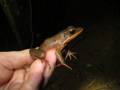 Lithobates warszewitschii