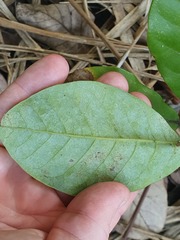 Beilschmiedia tarairi