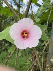 Hibiscus mutabilis