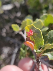 Cynips douglasii