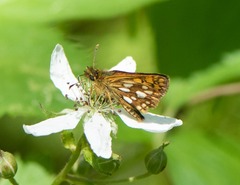 Carterocephalus mandan