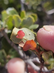 Cynips douglasii