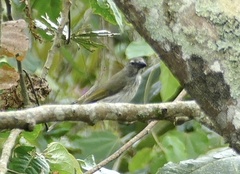 Saltator striatipectus