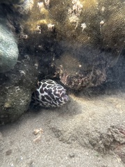 Gymnothorax favagineus